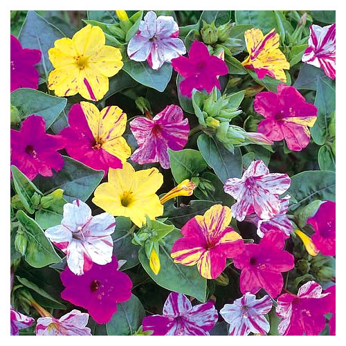 Maravilha (Mirabilis jalapa)