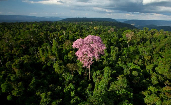 Amazônia