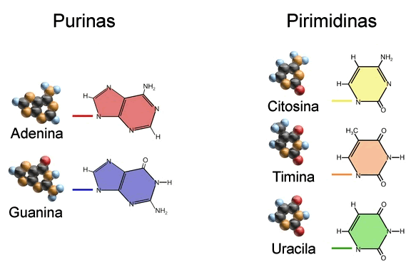 Bases Nitrogenadas