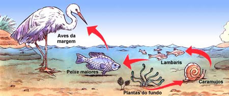 Cadeia Alimentar Típica de uma Lagoa