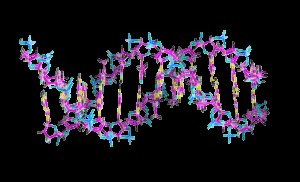 DNA