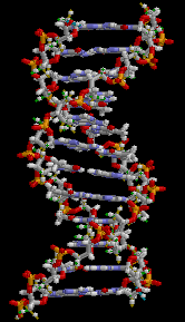 DNA