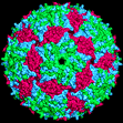 Bacteriophage MS2