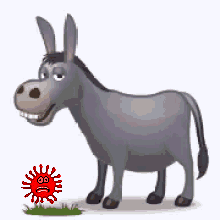 Burro