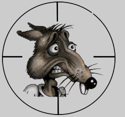 Rattus norvegicus