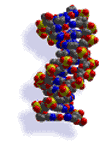 DNA