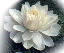 FLOR DE LÓTUS