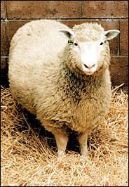 Dolly