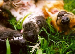 Cães
