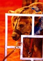 Urso
