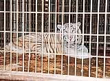Tigre