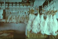 Aves