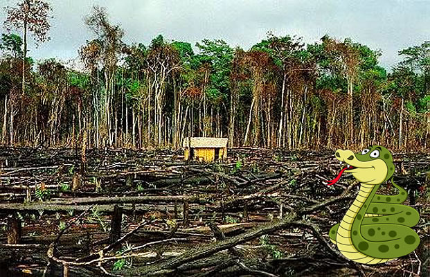 Floresta Equatorial da Amazônia