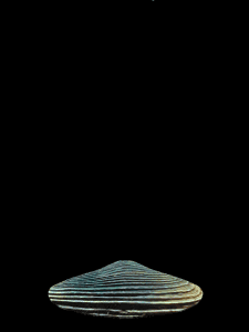Ostra