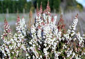 Erica lusitanica