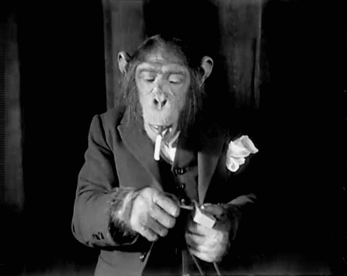 Macaco