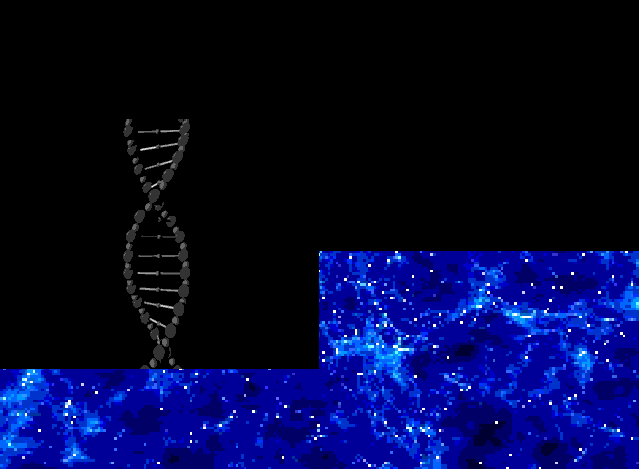 DNA-Ascendimento