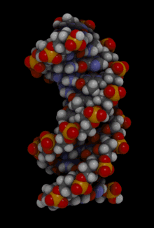 DNA
