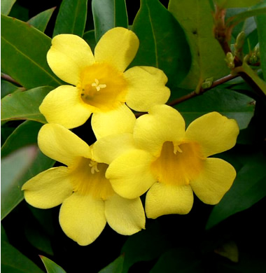 Gelsemium sempervirens