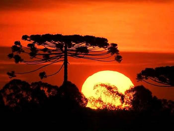 O SOL