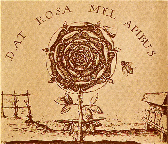 DAT ROSA MEL APIBUS