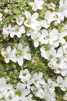 MORE FLOWERS